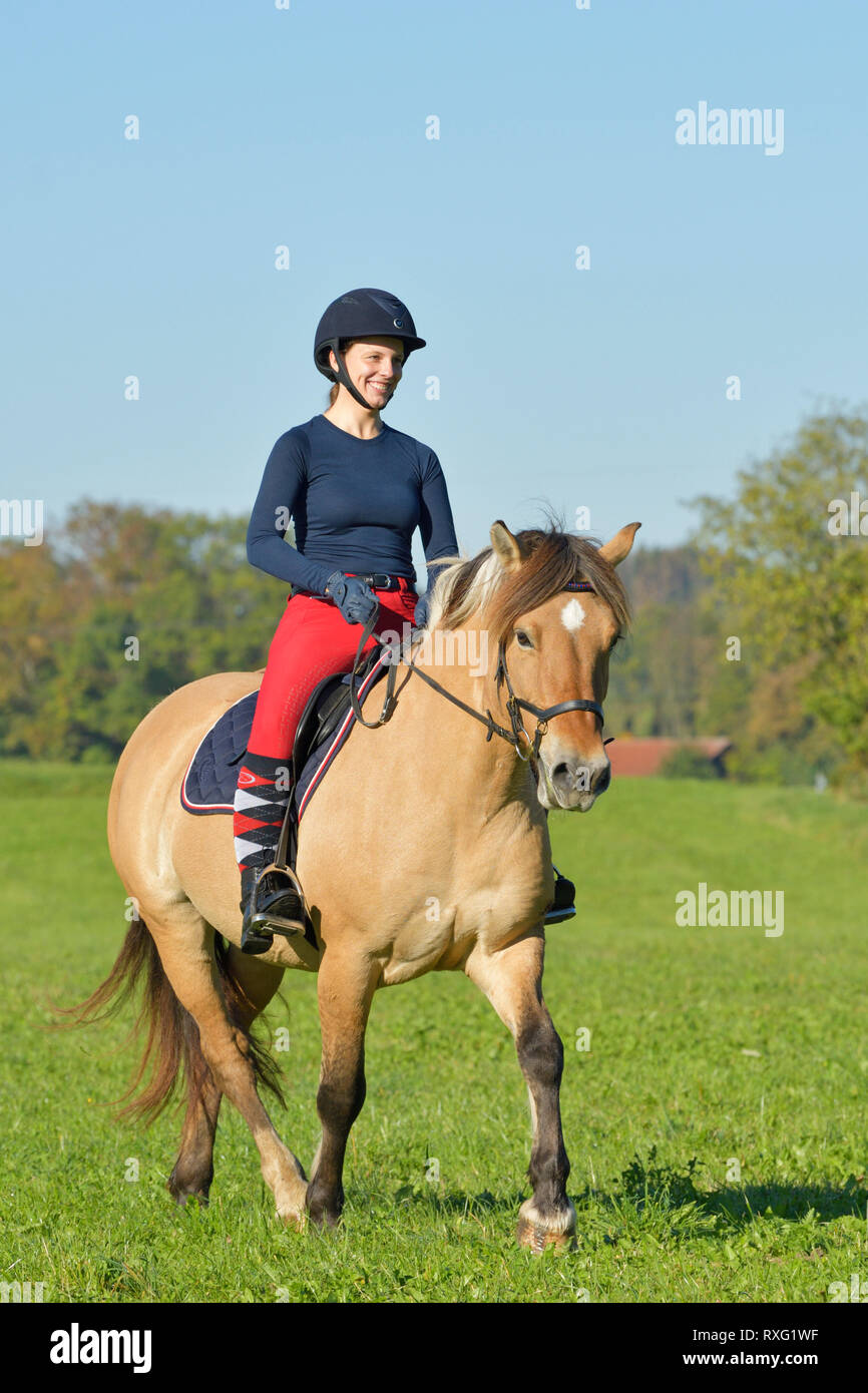 Pilota sul retro di un fiordo norvegese cavallo in autunno Foto Stock