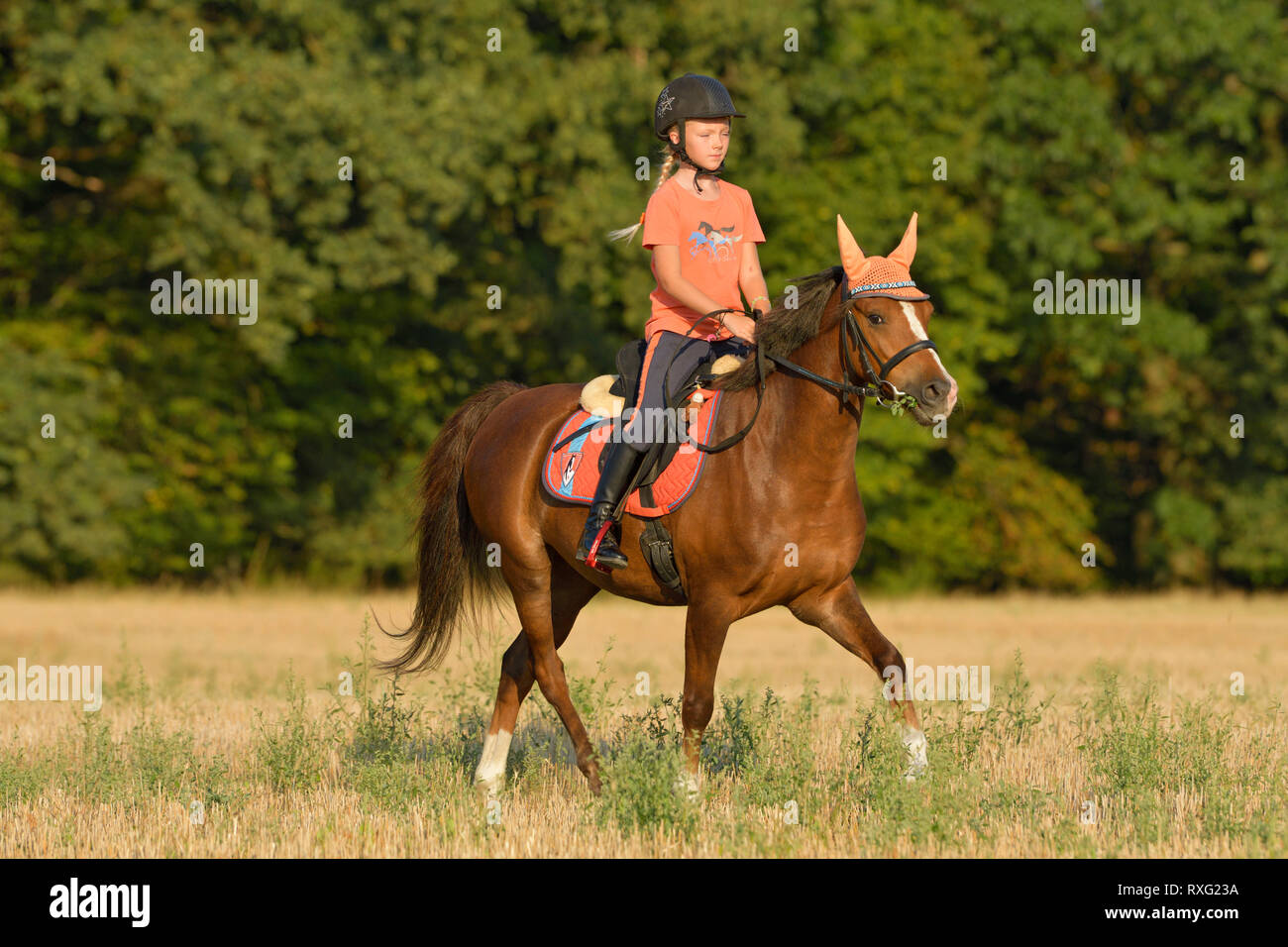Ragazza di un Welsh-B pony in un campo di stoppie Foto Stock