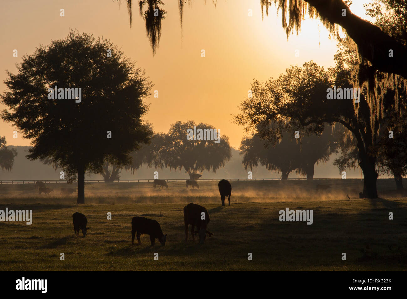 Alba su un Central Florida ranch con muschio Spagnolo da drappeggi alberi maestosi. Foto Stock