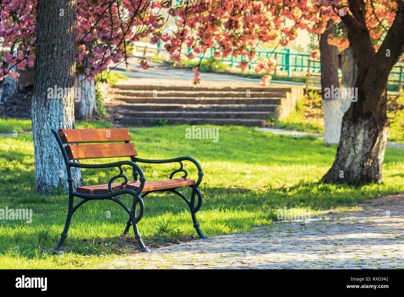 Panchina nel parco della città tra di rosa fiori di ciliegio. bellissimo paesaggio urbano in primavera. lastricato sentiero a piedi. calda luce del mattino Foto Stock