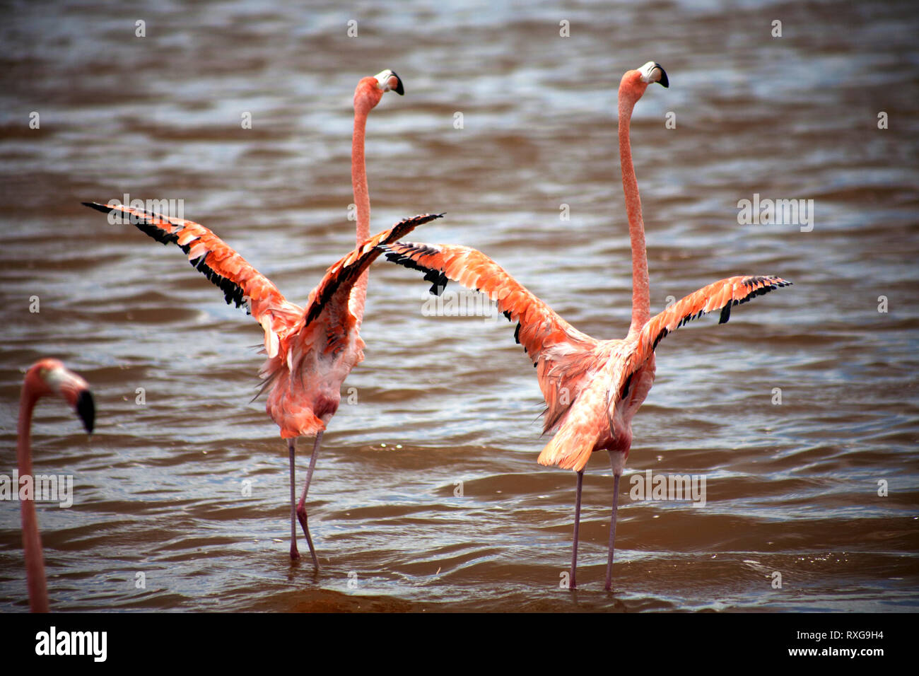 Un paio di fenicotteri rosa aprendo le loro ali in Celestun sulla penisola dello Yucatan in Messico, 21 giugno 2009. Foto Stock