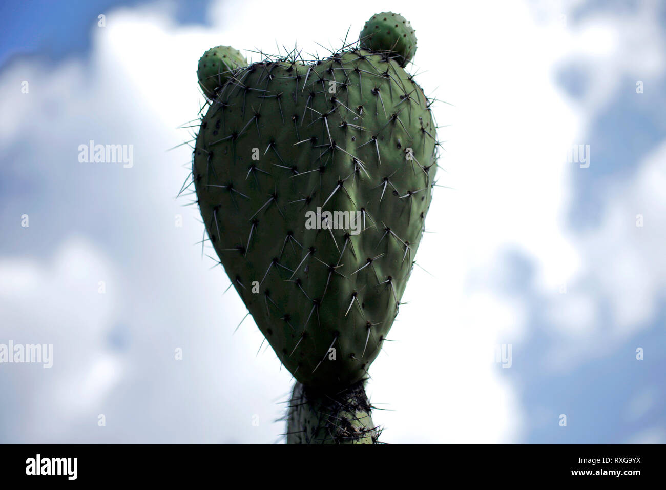 Un fico d'india cactus con la forma di un gatto in Wirikuta, Real de Catorce, San Luis Potosi, Messico, 24 luglio 2014. Wirikuta è un luogo sacro per il Foto Stock