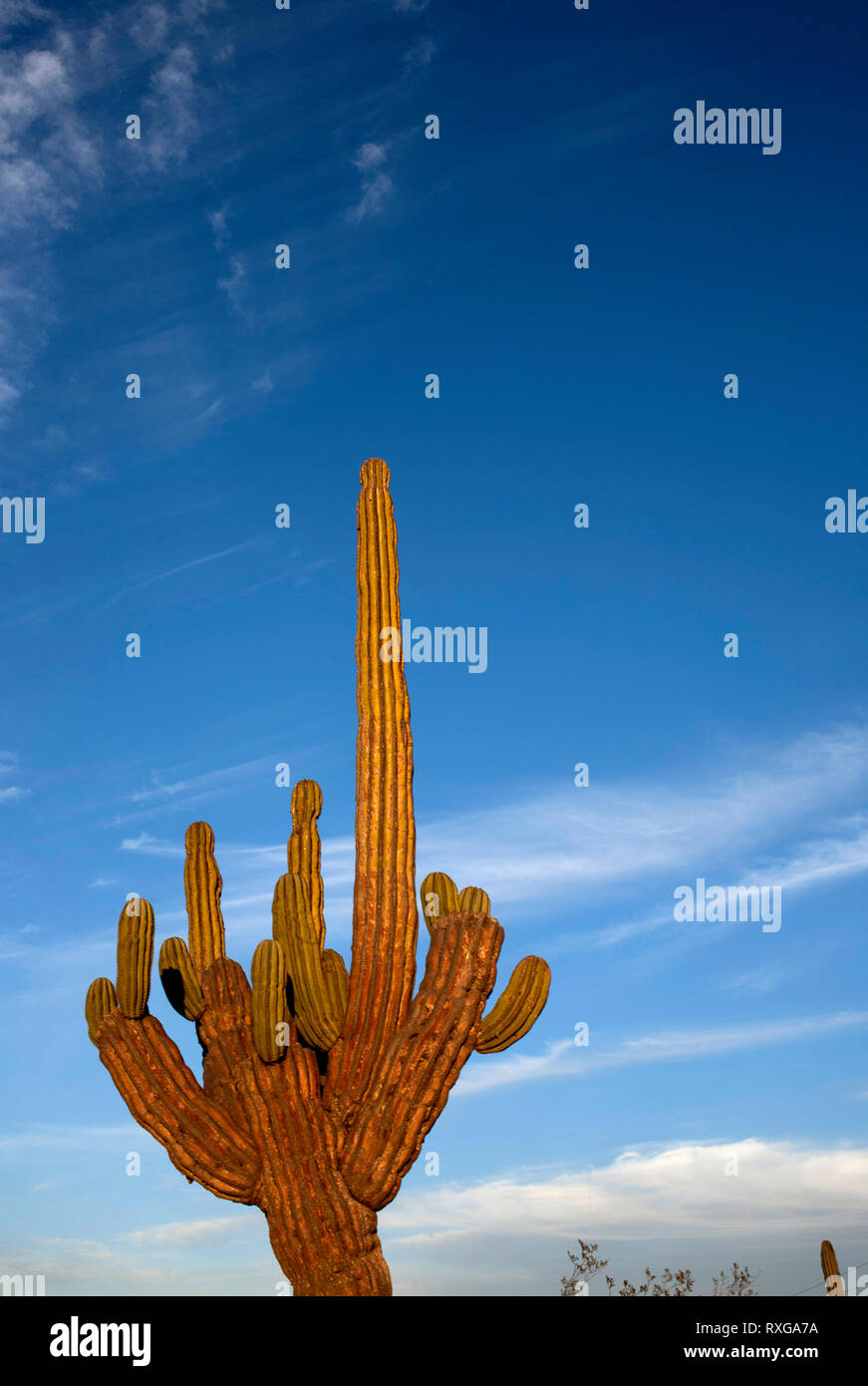 Il sole tramonta nel deserto di El Vizcaino Riserva della Biosfera in Messico meridionale della Baja California State, 17 febbraio 2009. Foto Stock