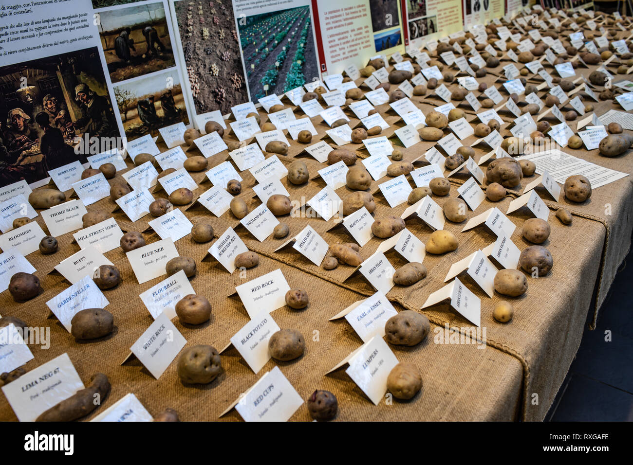 Roma, Italia - 17 febbraio 2019: varietà di patate provenienti da diversi paesi del mondo in una mostra a Eataly a Roma per la festa di patate. Foto Stock