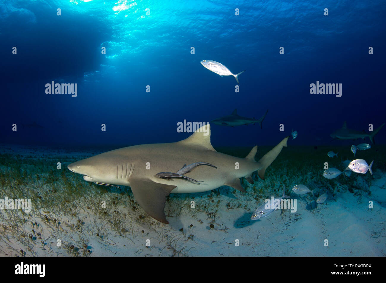 Lo squalo limone (Negaprion brevirostris) con alcuni paesi dei Caraibi squali di barriera in background. Tiger Beach, Bahamas Foto Stock