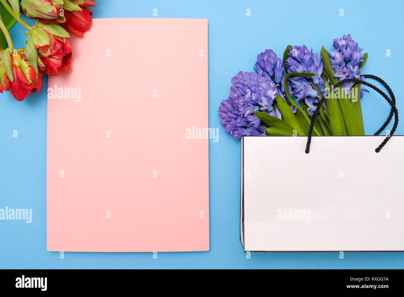 Tulipani rossi e giacinto blu fiori come presente sulla carta di un azzurro sfondo rosa con copyspace. Foto Stock