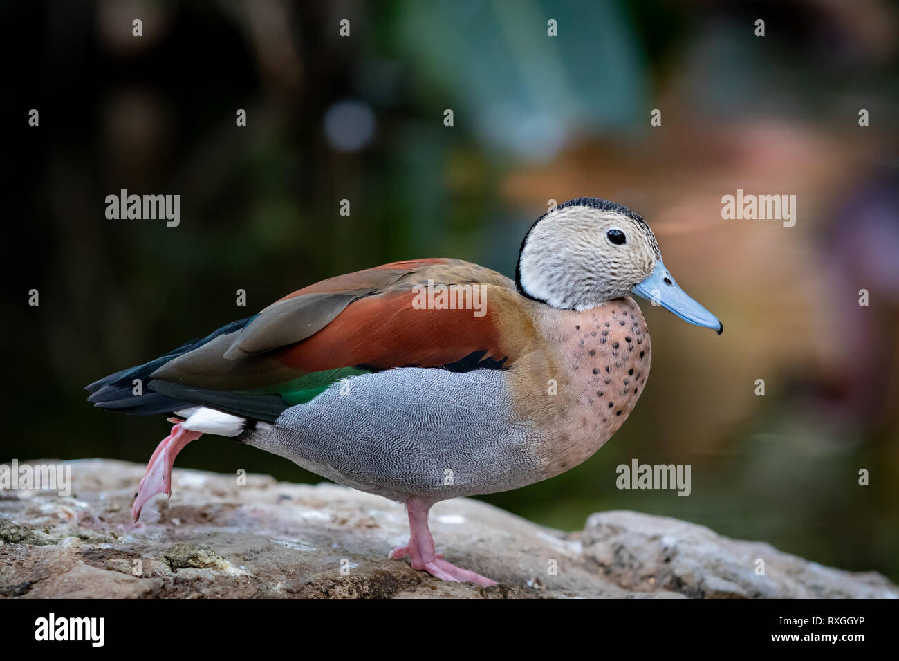 Argentino di anatra selvatica bird piccante Foto Stock