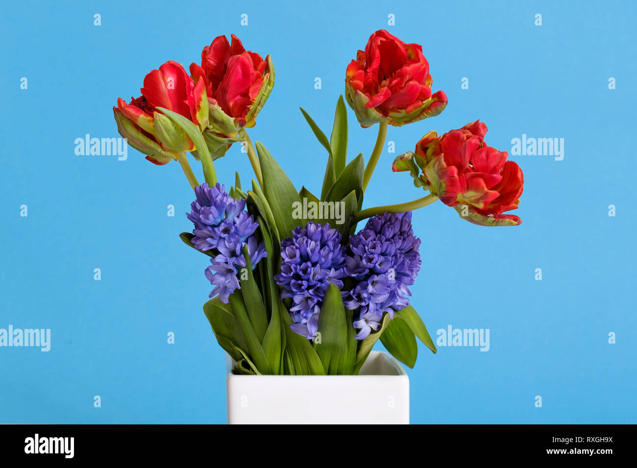 Tulipani rossi e giacinto blu fiori in vaso bianco su sfondo colorato. Bouquet floreale per dono in un anniversario o compleanno. Foto Stock