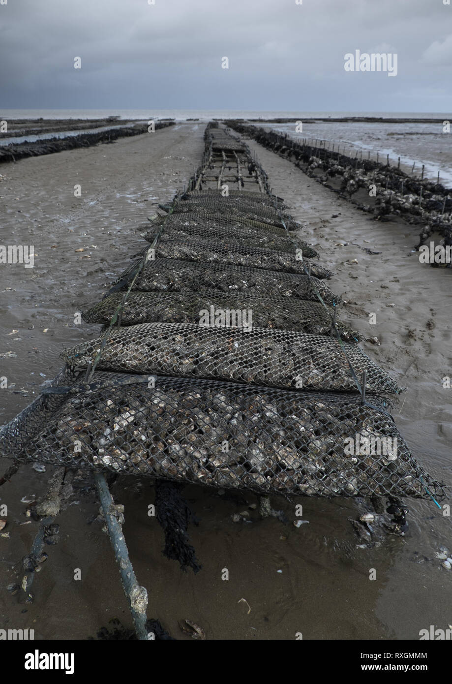 L'allevamento delle ostriche in Bretagna Francia Foto Stock