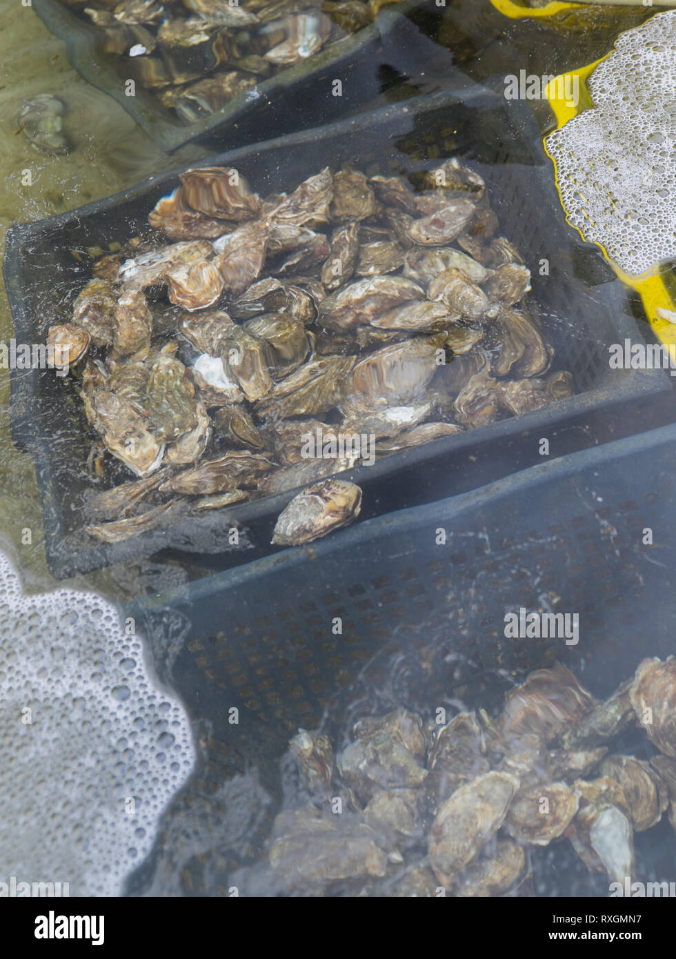 L'allevamento delle ostriche in Bretagna Francia Foto Stock