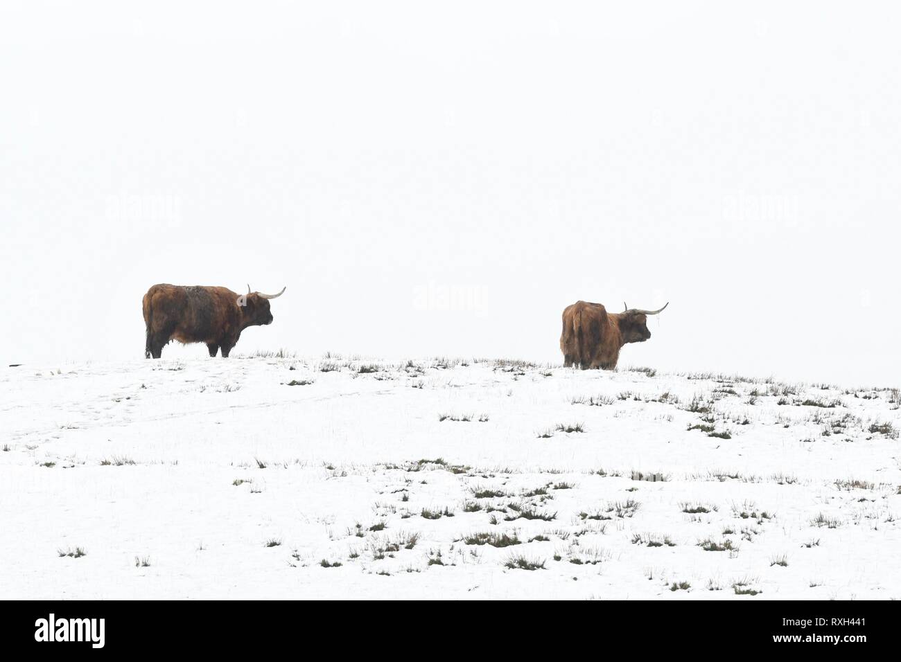 Porto di Menteith, Stirlingshire, Scotland, Regno Unito. Il 10 marzo 2019. Regno Unito - meteo highland bovini su un giorno nevoso al Porto di Menteith, Stirlingshire, Scozia. Credito: Kay Roxby/Alamy Live News Foto Stock