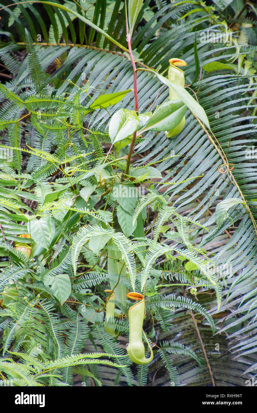 Pianta brocca, Nepenthes distillatoria, un lanciatore tropicale pianta endemica di Sri Lanka, riserva forestale di Sinharaja, Sinharaja Parco Nazionale dello Sri Lanka Foto Stock
