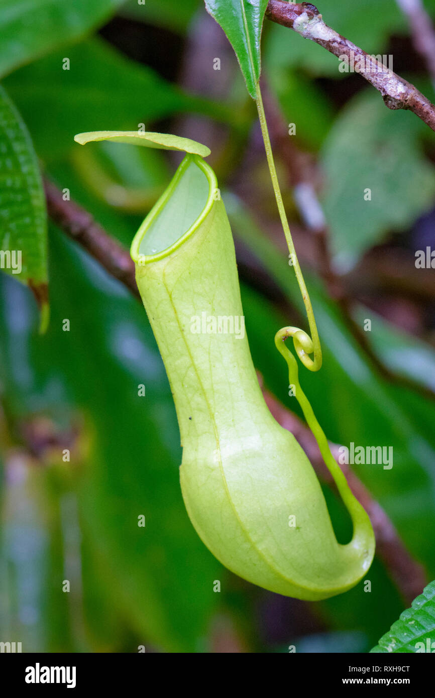Pianta brocca, Nepenthes distillatoria, un lanciatore tropicale pianta endemica di Sri Lanka, riserva forestale di Sinharaja, Sinharaja Parco Nazionale dello Sri Lanka Foto Stock