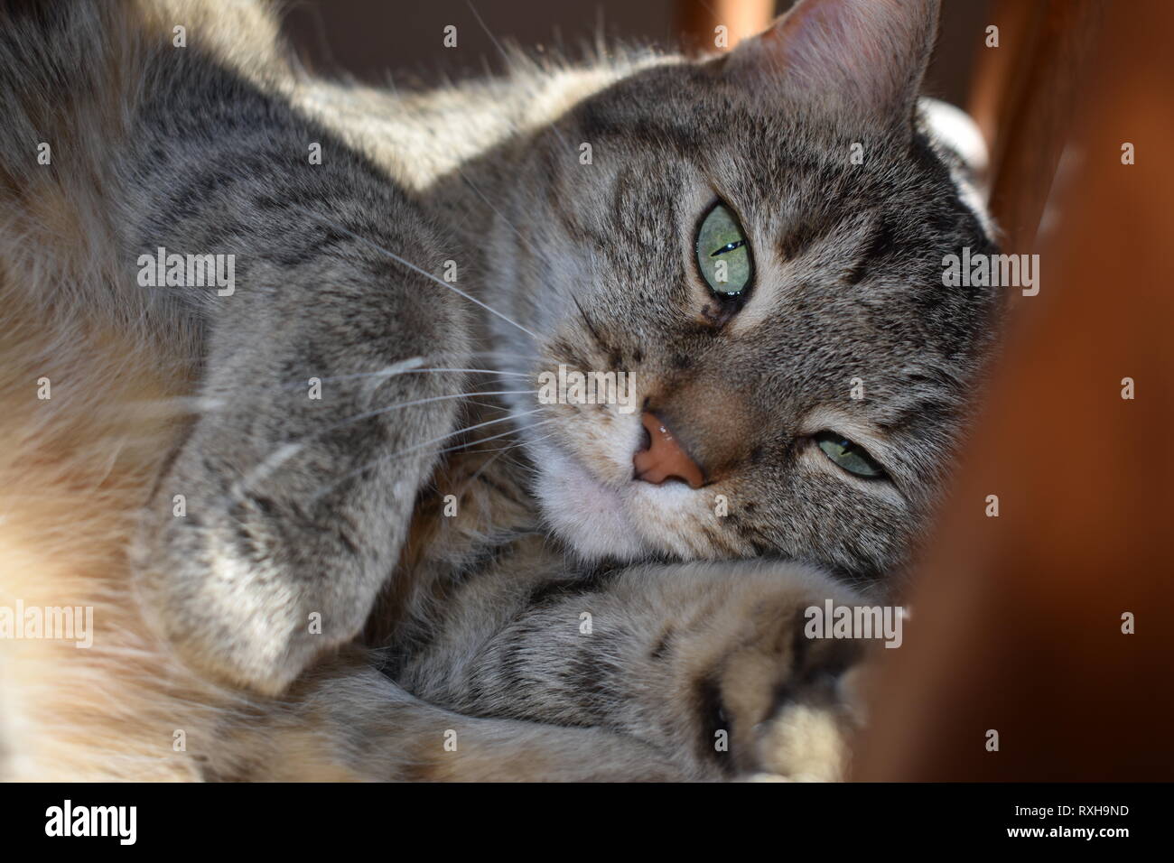 Gatto di casa Foto Stock