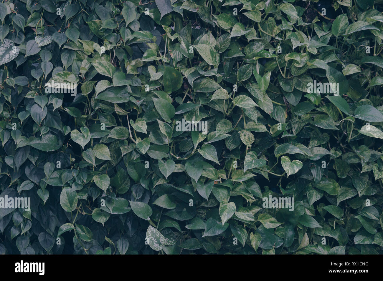 Il verde parete frondoso riflette il sole nel pomeriggio e poi guardare molto fresche Foto Stock