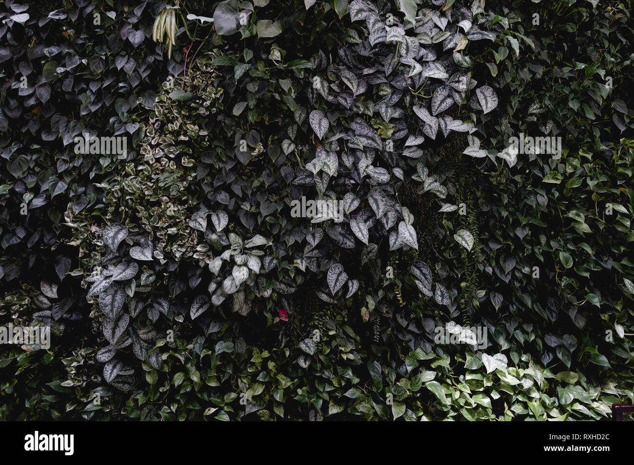 Il verde parete frondoso riflette il sole nel pomeriggio e poi guardare molto fresche Foto Stock