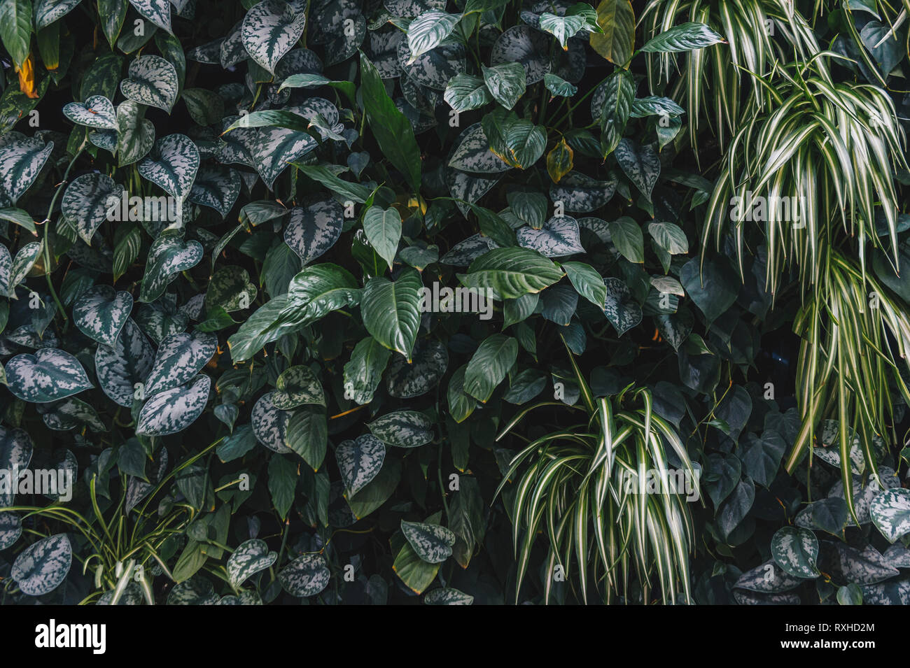 Il verde parete frondoso riflette il sole nel pomeriggio e poi guardare molto fresche Foto Stock