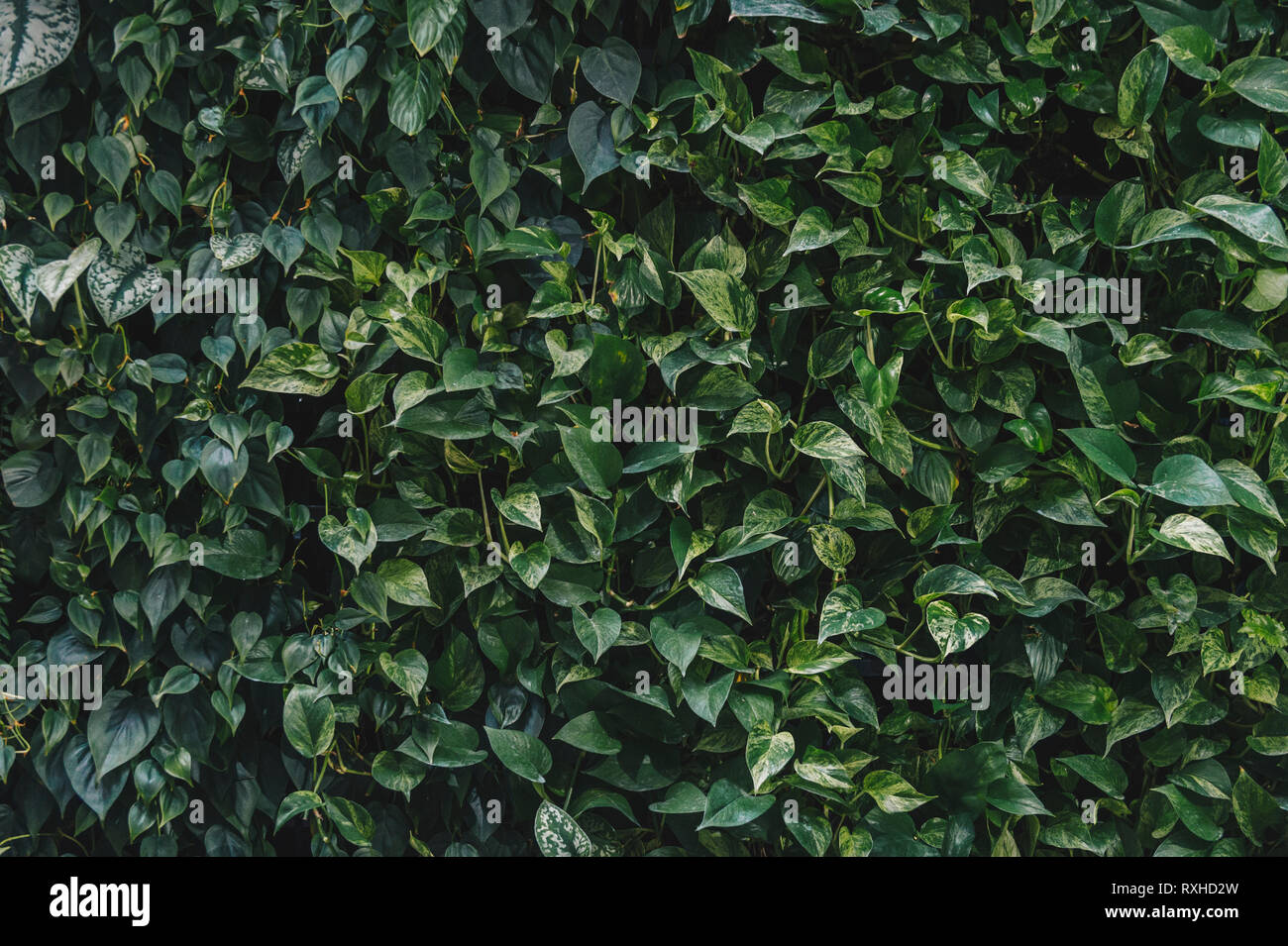 Il verde parete frondoso riflette il sole nel pomeriggio e poi guardare molto fresche Foto Stock