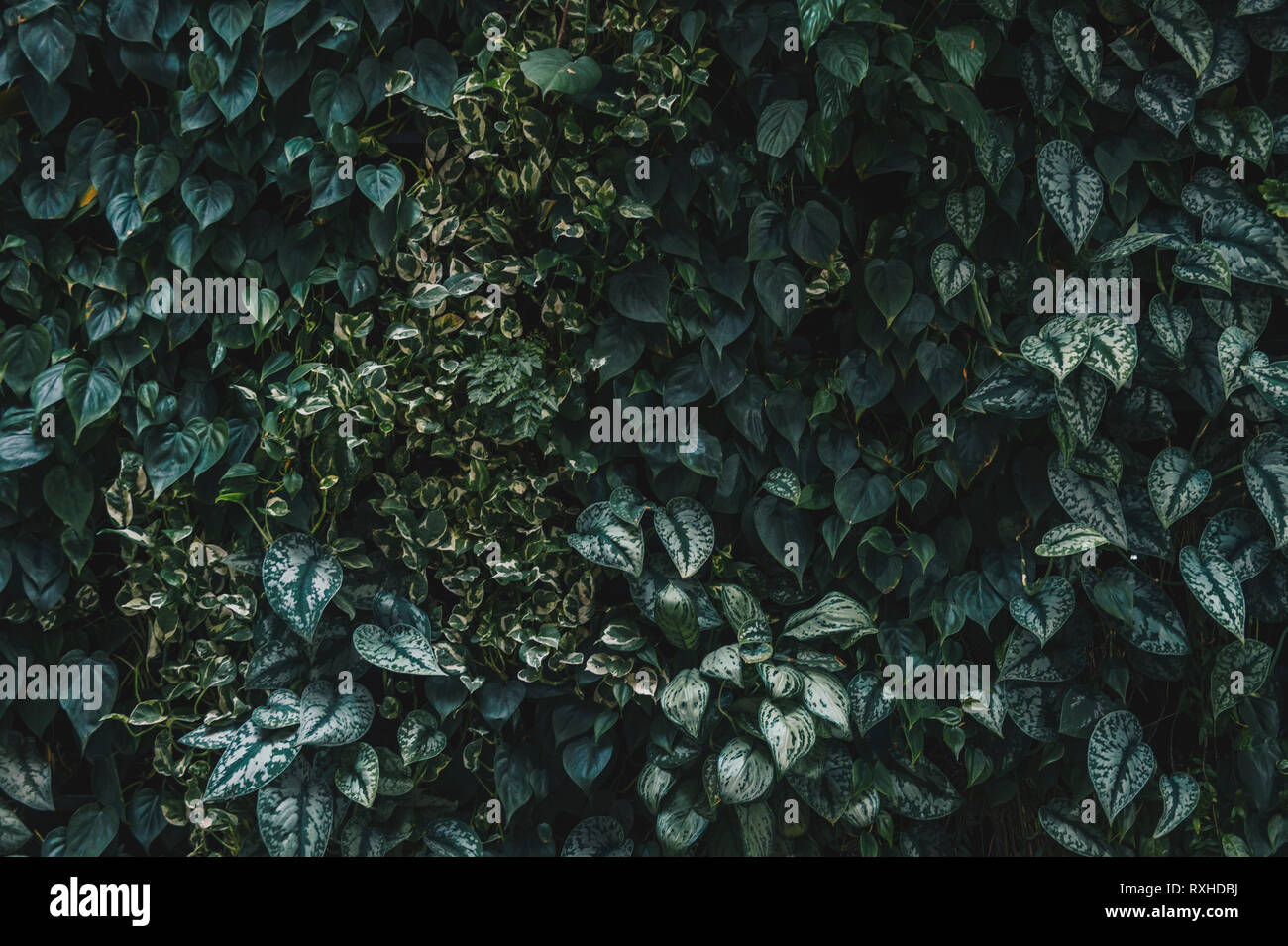 Il verde parete frondoso riflette il sole nel pomeriggio e poi guardare molto fresche Foto Stock