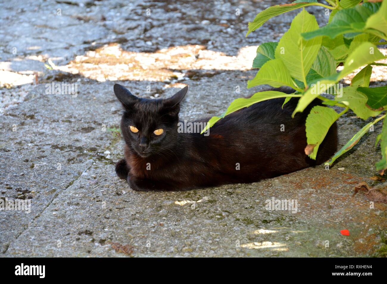 Un gatto nero sdraiato Foto Stock