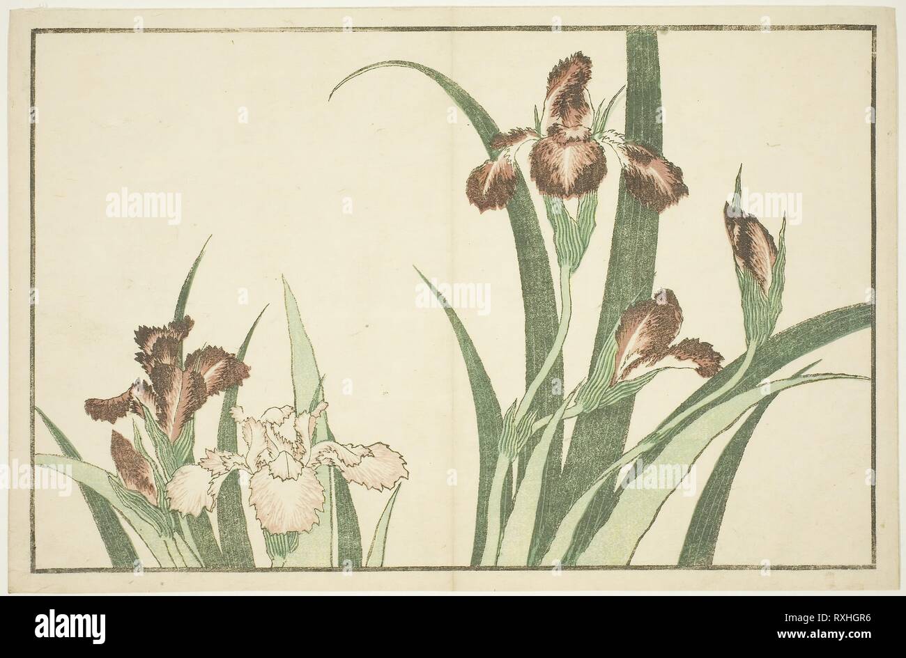 Iris, dal Libro immagini della pittura realistica di Hokusai (Hokusai monica gafu). Katsushika Hokusai ?? ??; Giapponese, 1760-1849. Data: 1809-1819. Dimensioni: 22,3 x 34 cm (8 3/4 x 13 3/8 in.). Colore stampa woodblock (album foglio). Provenienza: Giappone. Museo: Chicago Art Institute. Foto Stock