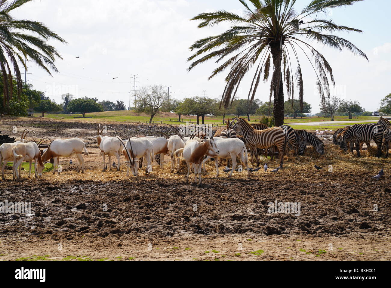 Safari Ramat Gan Israele Foto Stock