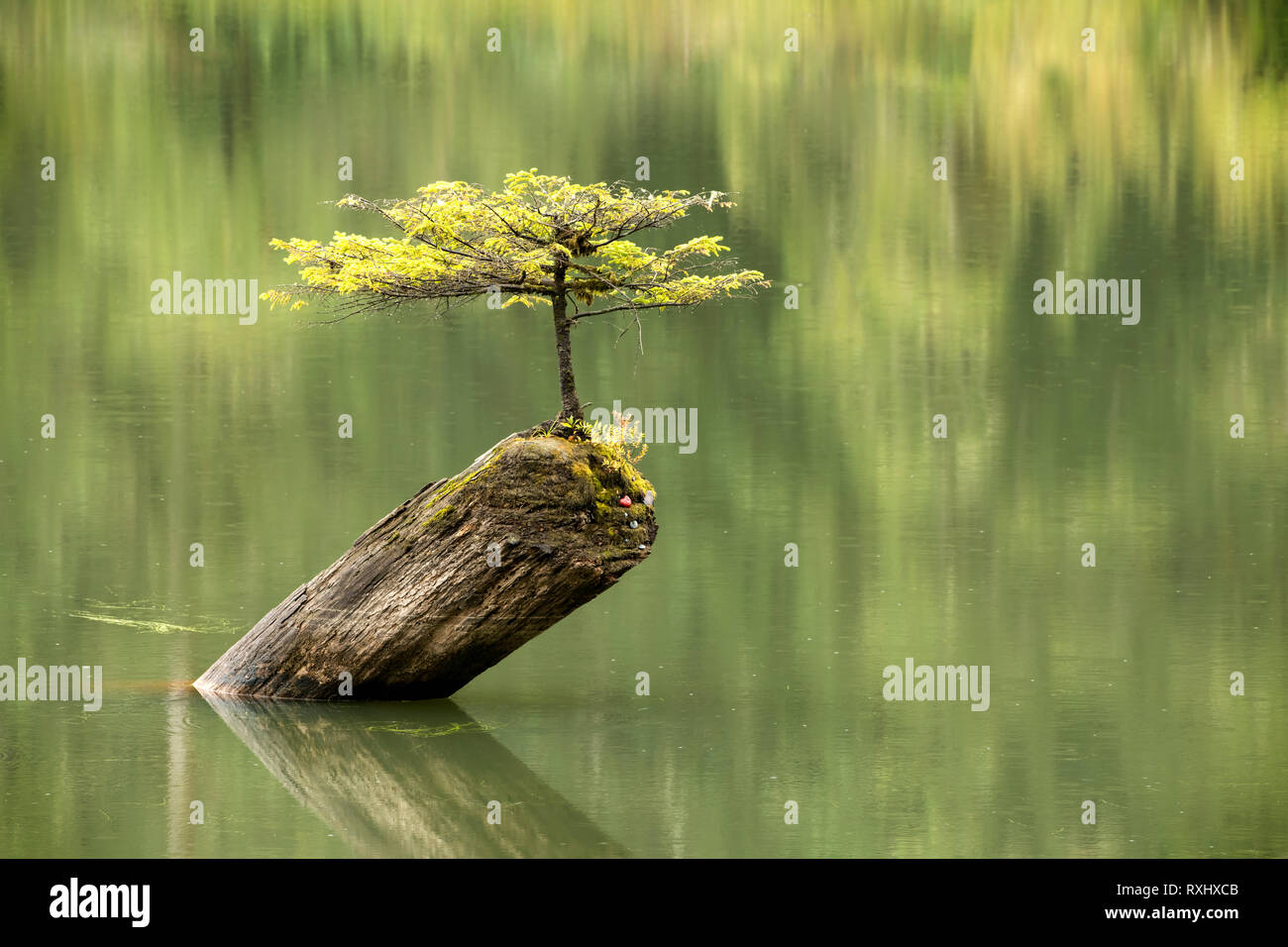 Fairy lago vicino a Port Renfrew, Isola di Vancouver, BC, Canada Foto Stock