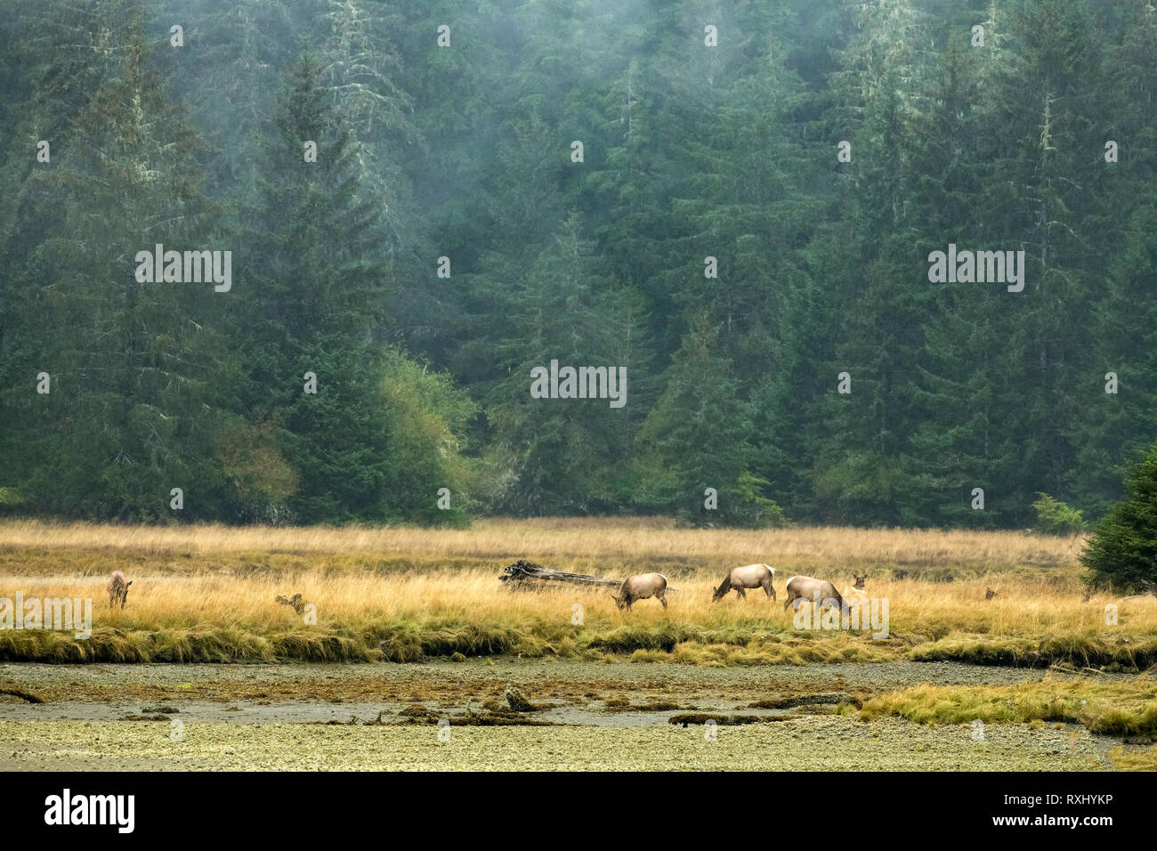 Roosevelt Elk (Cervus elaphus roosevelti) in Port Renfrew, Isola di Vancouver, BC Canada Foto Stock