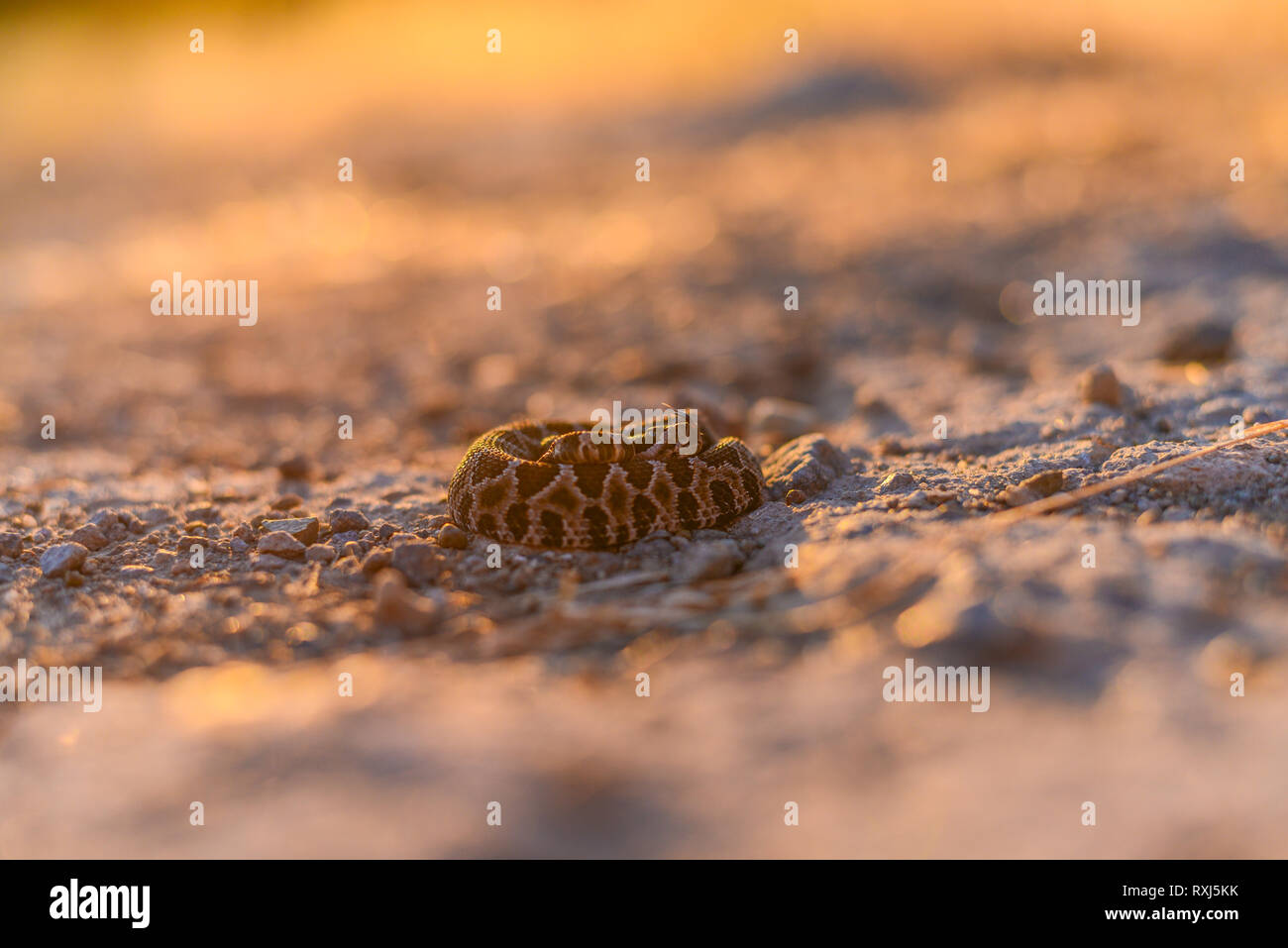 Il neonato Pacifico settentrionale Rattlesnake, trovati durante la tarda estate del parto (stagione) su una sera di settembre. Foto Stock