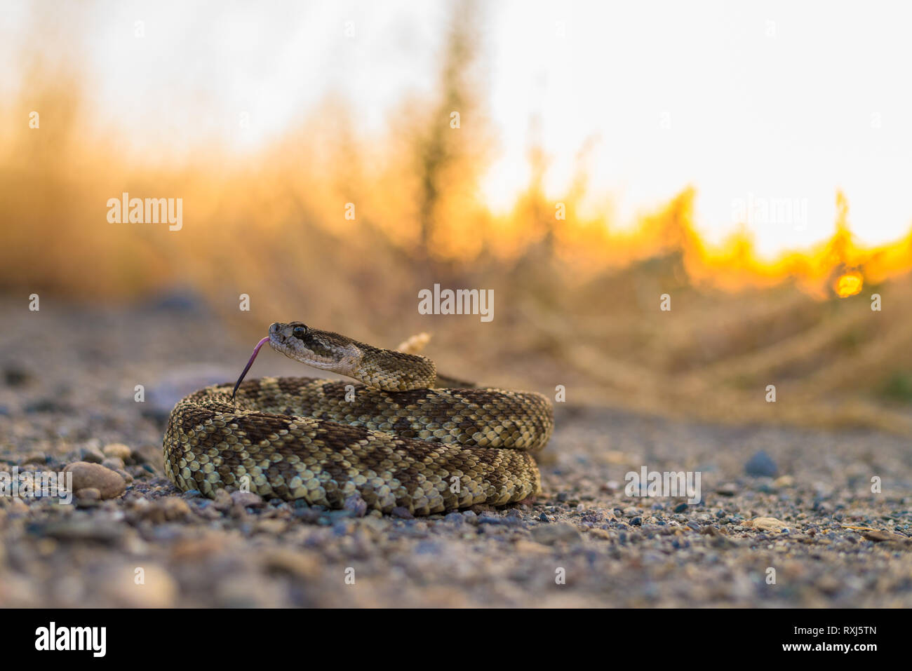 Un grande Pacifico settentrionale Rattlesnake curiosamente e pone in modo difensivo e solleva la testa per guardare il fotografo. Foto Stock