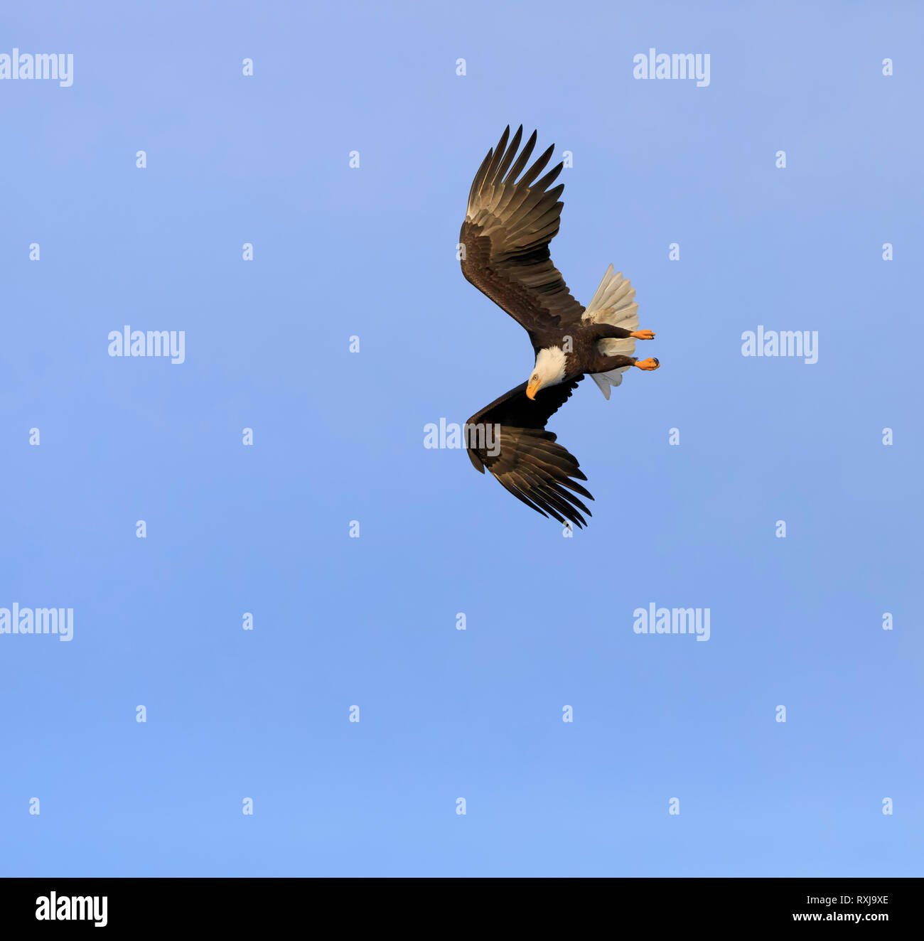 Aquila calva, Haliaeetus leucocephalus, immersioni subacquee per i pesci Foto Stock