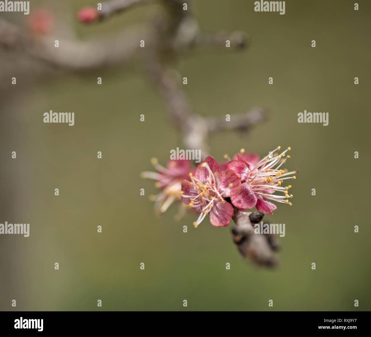 Blenheim albicocca fiori su un ramo di close-up Foto Stock