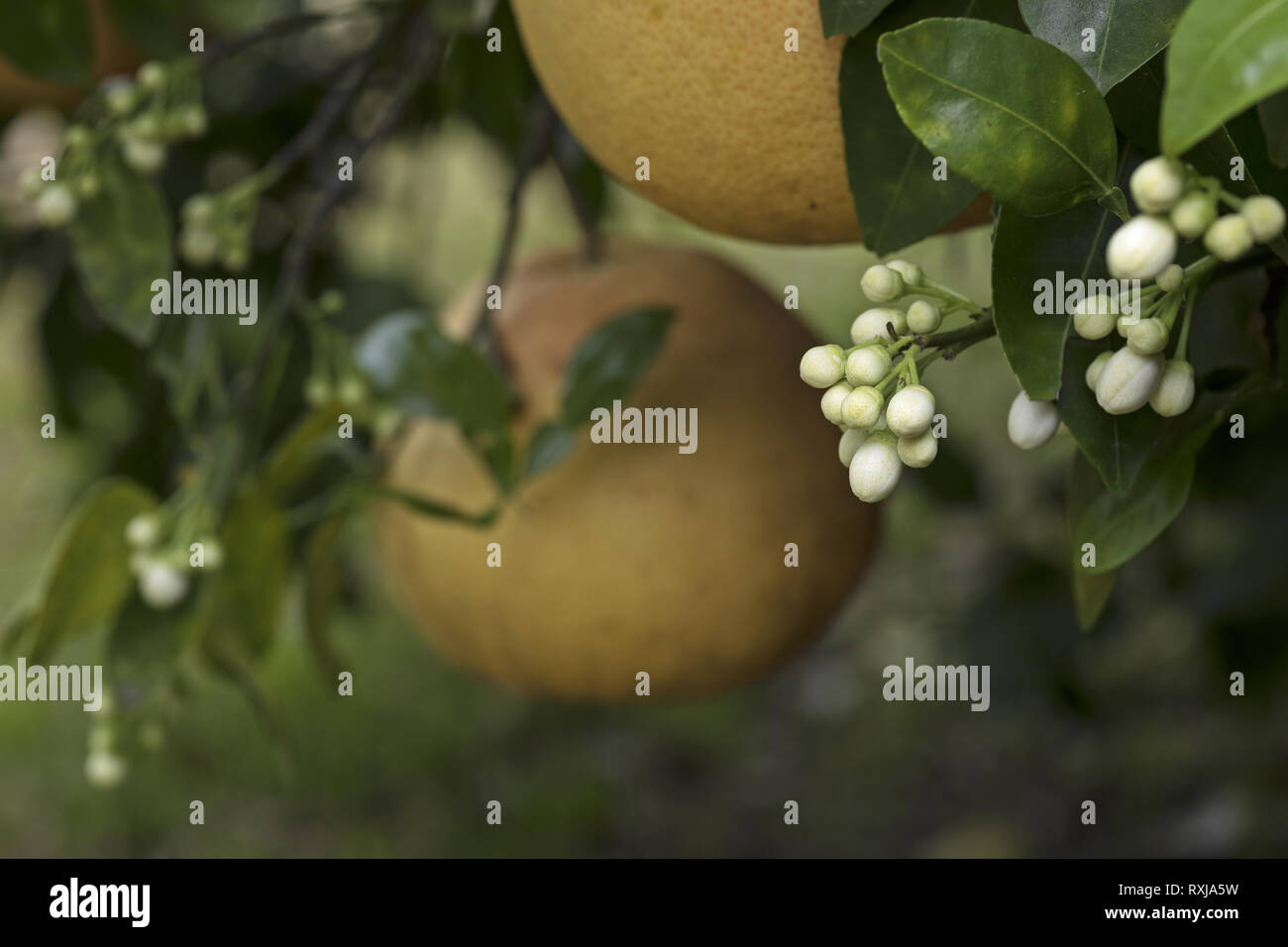 Albero di pompelmo con minuscoli boccioli di fiori Foto Stock