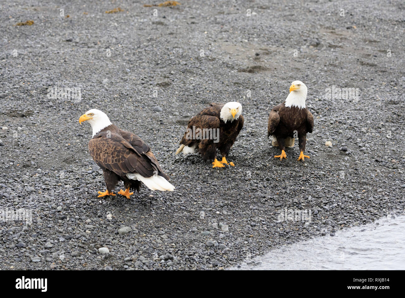 Aquile calve, Haliaeetus leucocephalus, sulla spiaggia Foto Stock