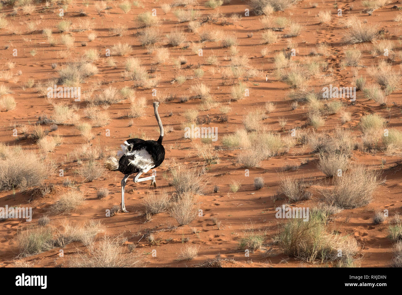 Ostrich dal di sopra del Naukluft National Park, Namibia. Foto Stock