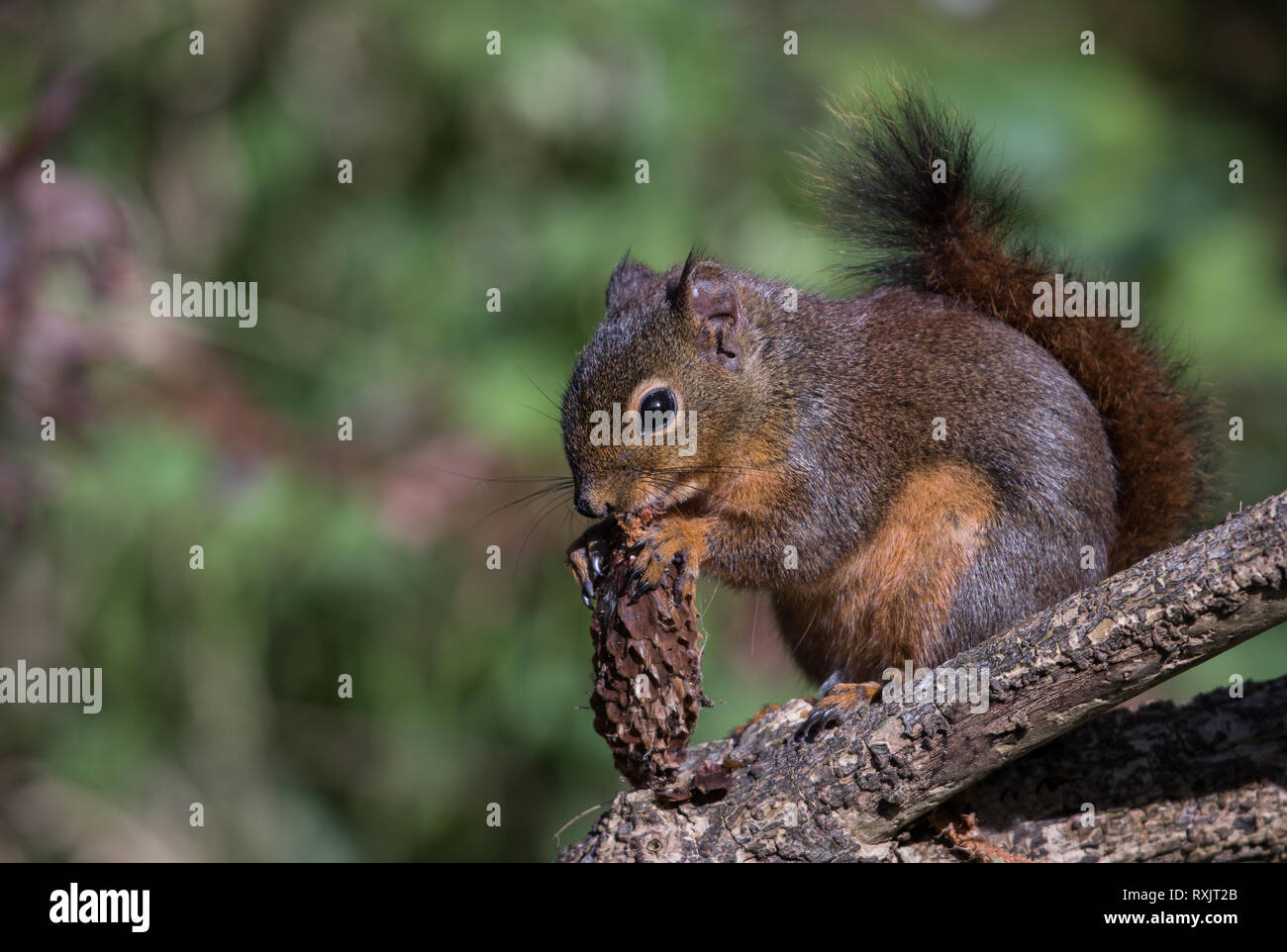 Uno scoiattolo rosso gode di prima colazione al mattino nel capo delusione parco dello stato di Washington, Foto Stock