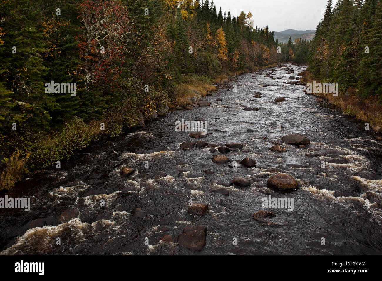 Forêt Montmorency, MRC de la Côte-de-Beaupré, Quebec, Canada Foto Stock