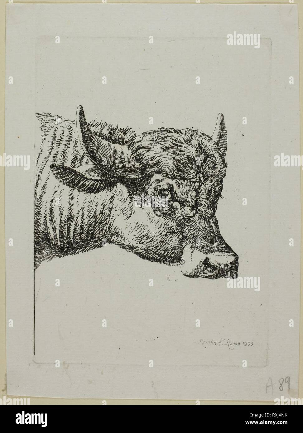 Testa di Buffalo, da Die Zweite Thierfolge. Johann Christian Reinhart; Tedesco, 1761-1847. Data: 1800. Dimensioni: 147 x 106 mm (piastra); 177 x 132 mm (foglio). Attacco in nero su avorio di cui la carta. Origine: Germania. Museo: Chicago Art Institute. Foto Stock