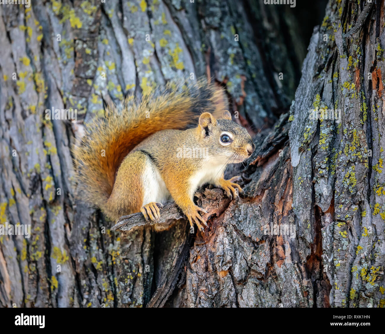 American scoiattolo rosso su un albero, (Tamiasciurus hudsonicus), Manitoba, Canada Foto Stock