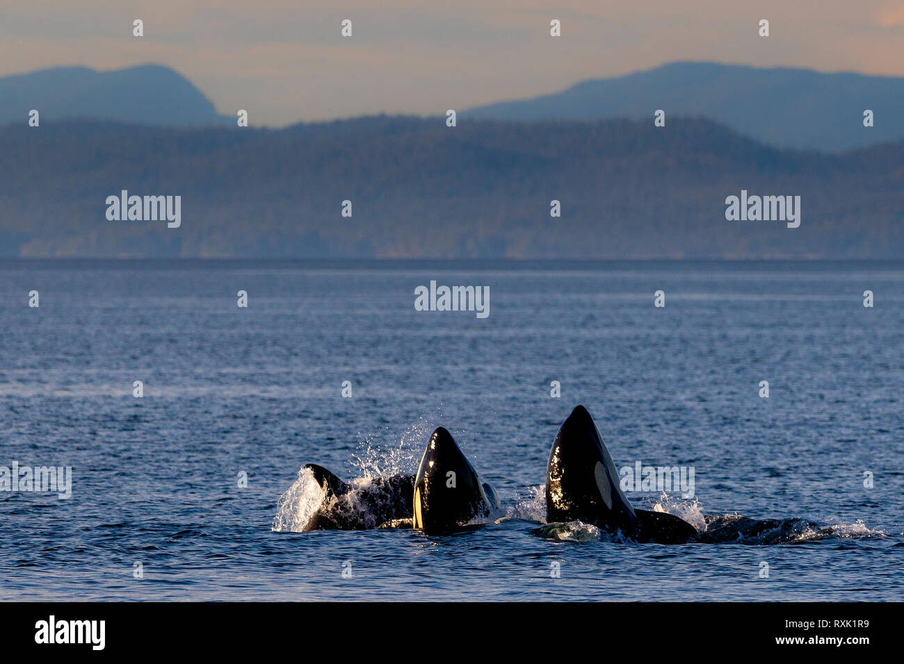 I bacini di balene dell'orca (orche, orche di Orcinus, CLAN A e G) che giocano nel tardo pomeriggio nello stretto della Regina Charlotte lungo le British Columbia Coastal Mountains, la Great Bear Rainforest, il territorio delle prime Nazioni, Vancouver Island, British Columbia, Canada. Foto Stock