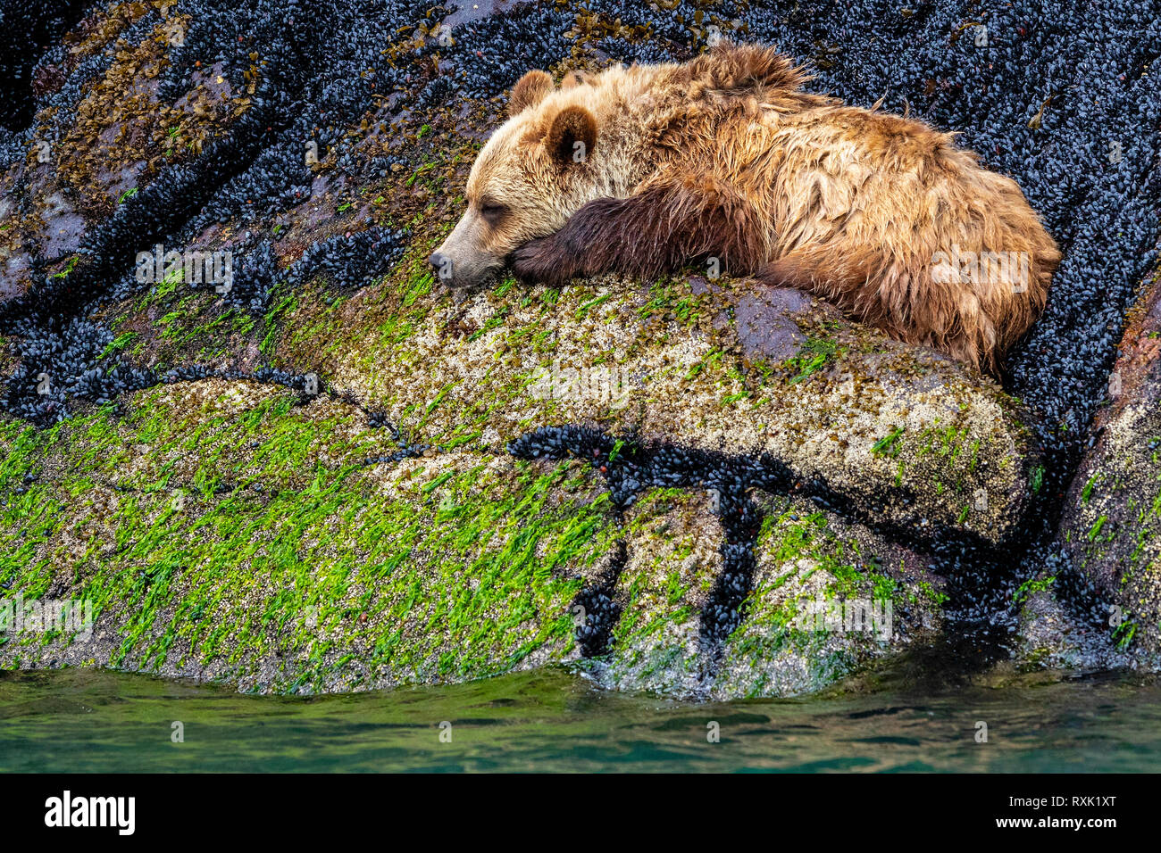 Giovani orso grizzly addormentato nel mussles lungo il cavaliere del litorale di ingresso a bassa marea, Prime Nazioni Territorio, British Columbia, Canada. Foto Stock