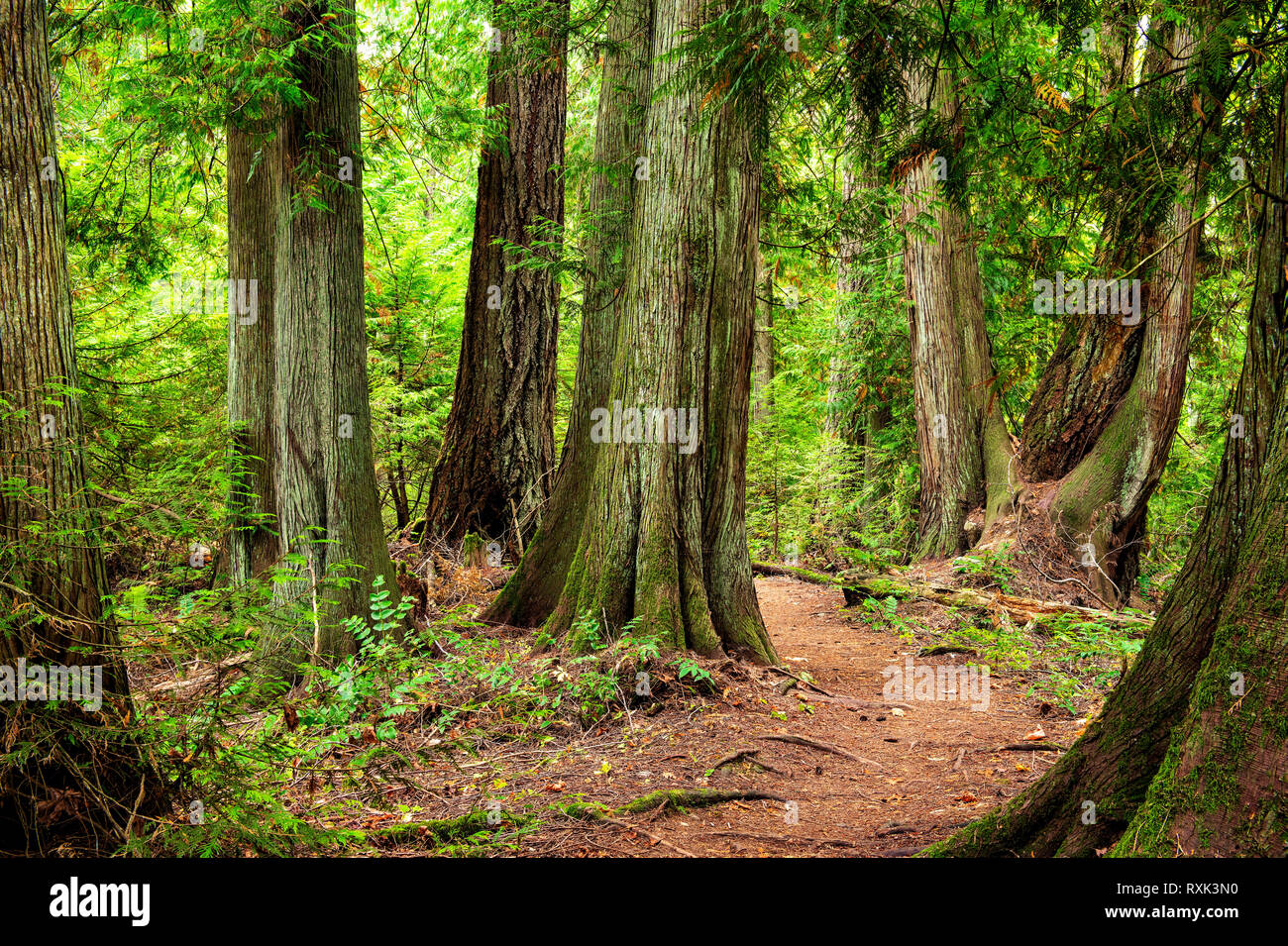 John Dean Provincial Park, North Saanich, Isola di Vancouver, NC in Canada Foto Stock