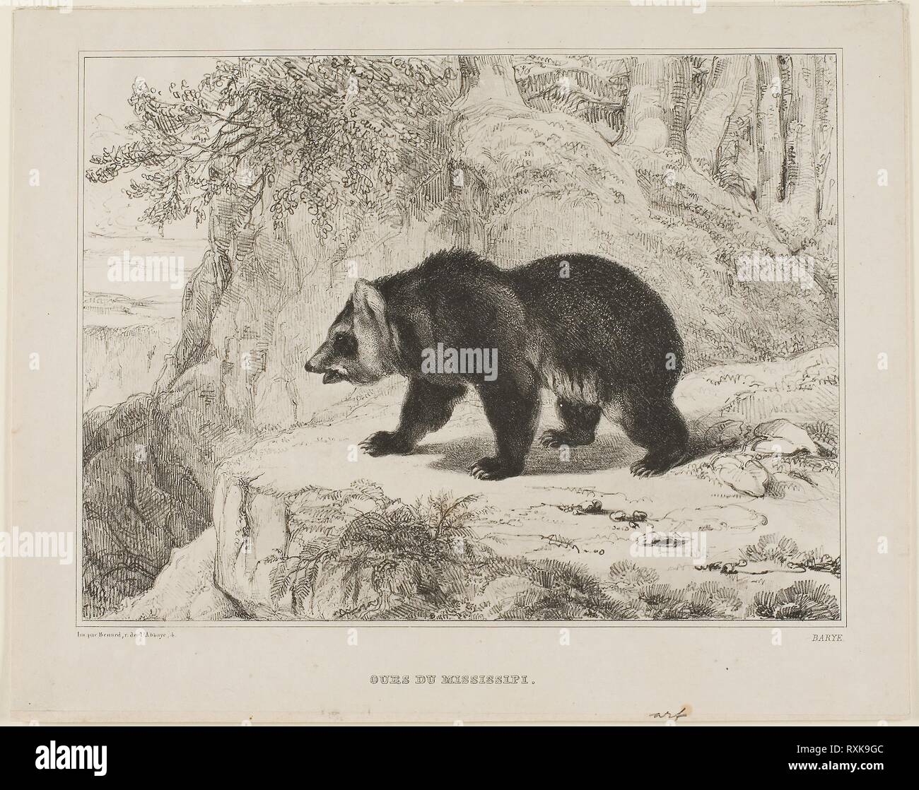 La Mississippi Orso. Antoine Louis Barye; francese, 1795-1875. Data: 1836. Dimensioni: 173 × 231 mm (nell'immagine); 215 × 273 mm (foglio). Litografia su buff carta intessuta. Provenienza: Francia. Museo: Chicago Art Institute. Foto Stock