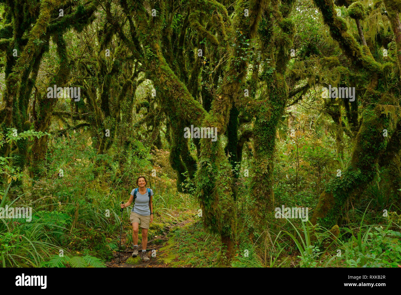La foresta pluviale sul pendio del Monte taranaki, aka Mount Egmont, Nuova Zelanda Foresta Goblin, vulcano attivo, Egmont National Park, sulla costa occidentale dell isola del Nord, Nuova Zelanda Foto Stock