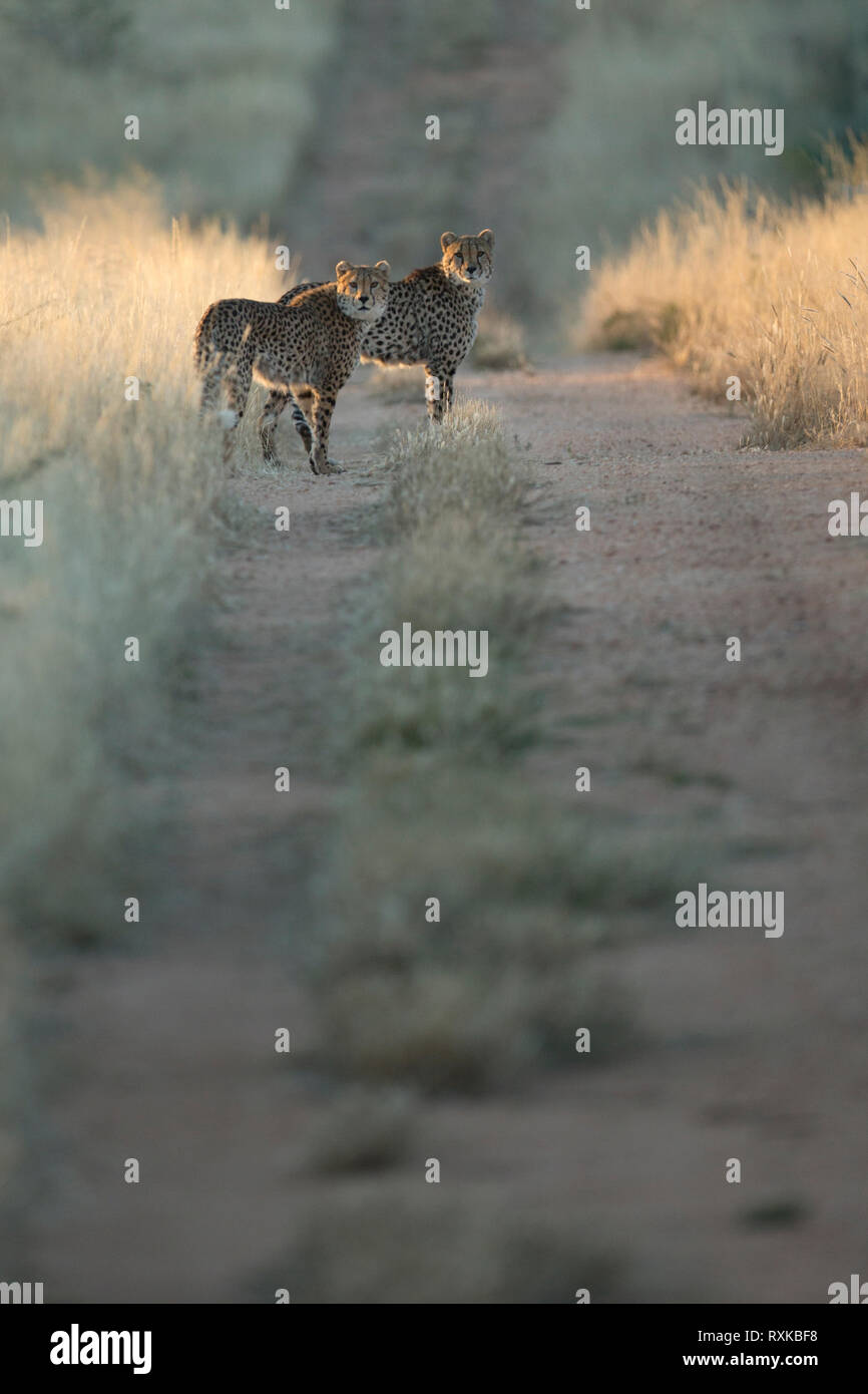 Due ghepardi caccia in Etosha National Park, Namibia. Foto Stock Due ghepardi caccia in Etosha National Park, Namibia. Foto Stock