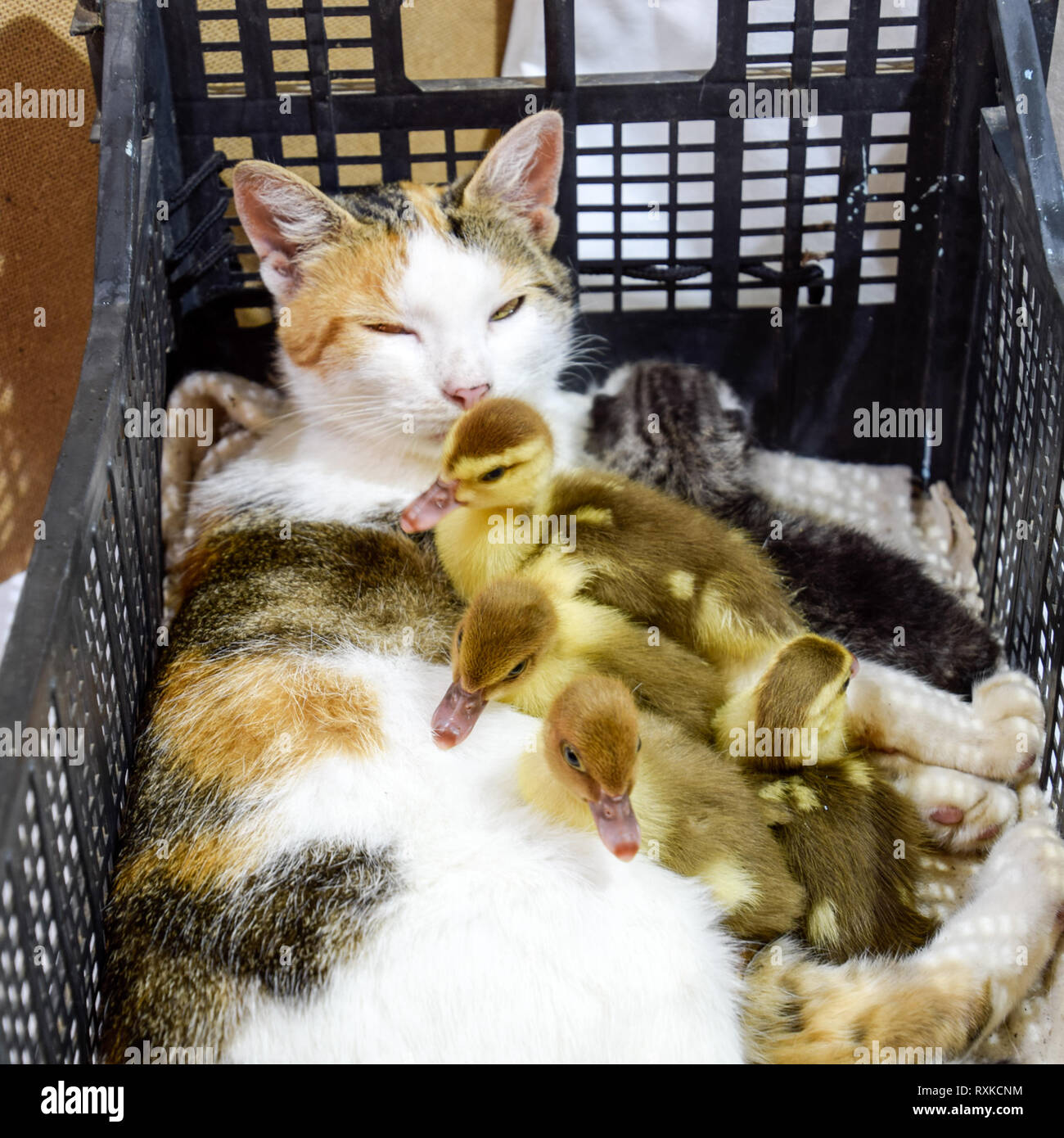 Cat adottivo madre per le papere. Gatto in un cestino con il gattino e ricezione di muschio duck anatroccoli. Foto Stock