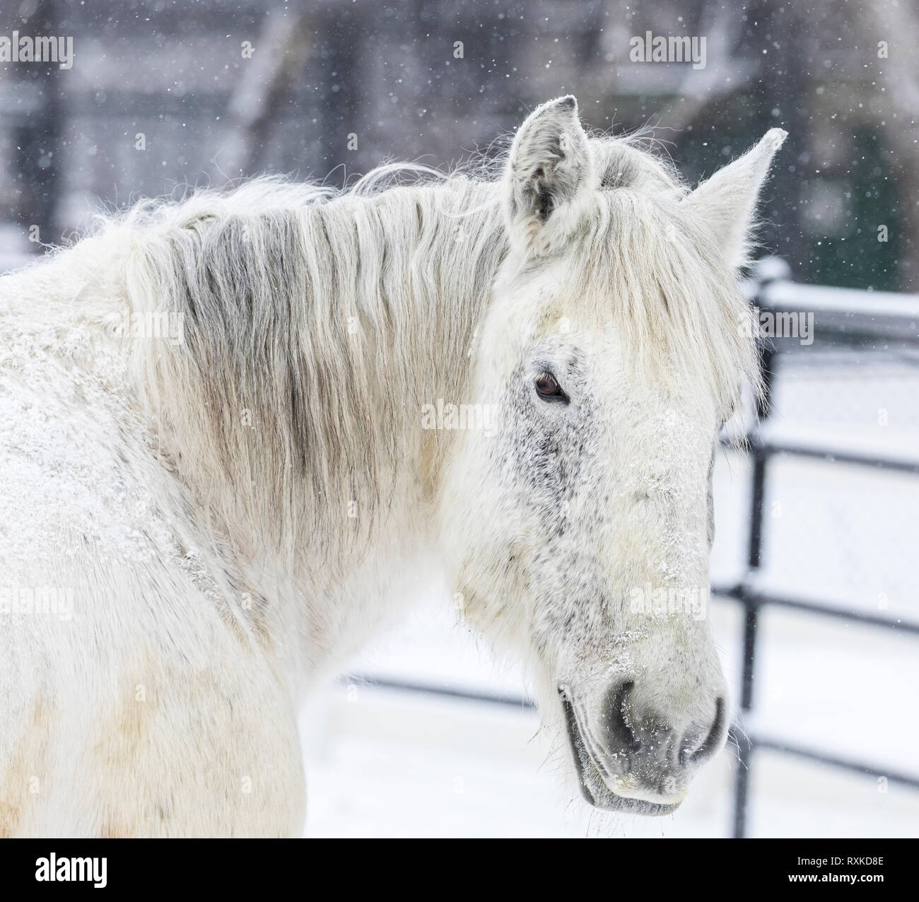 Percheron cavallo in inverno, vicino, Manitoba, Canada Foto Stock