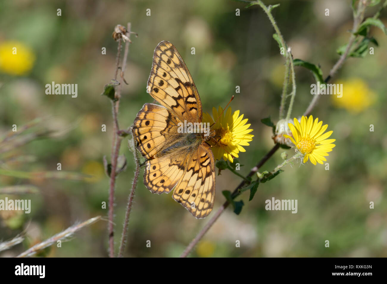 Fritillary variegato Foto Stock