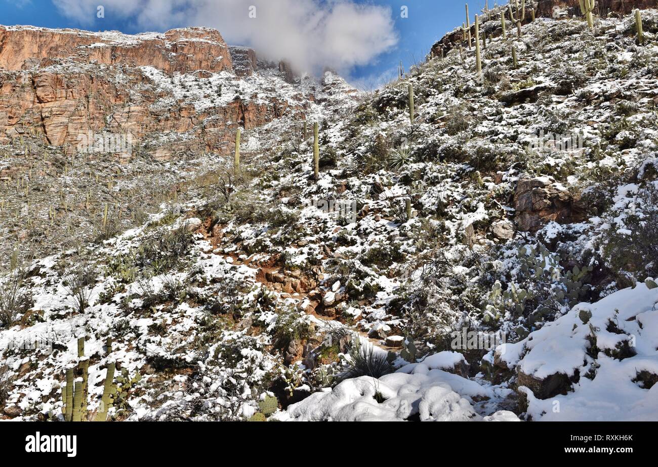 La neve e il cactus Saguaro del Deserto di Sonora e Catalina Mountains al di fuori di Tucson, Arizona. Foto Stock