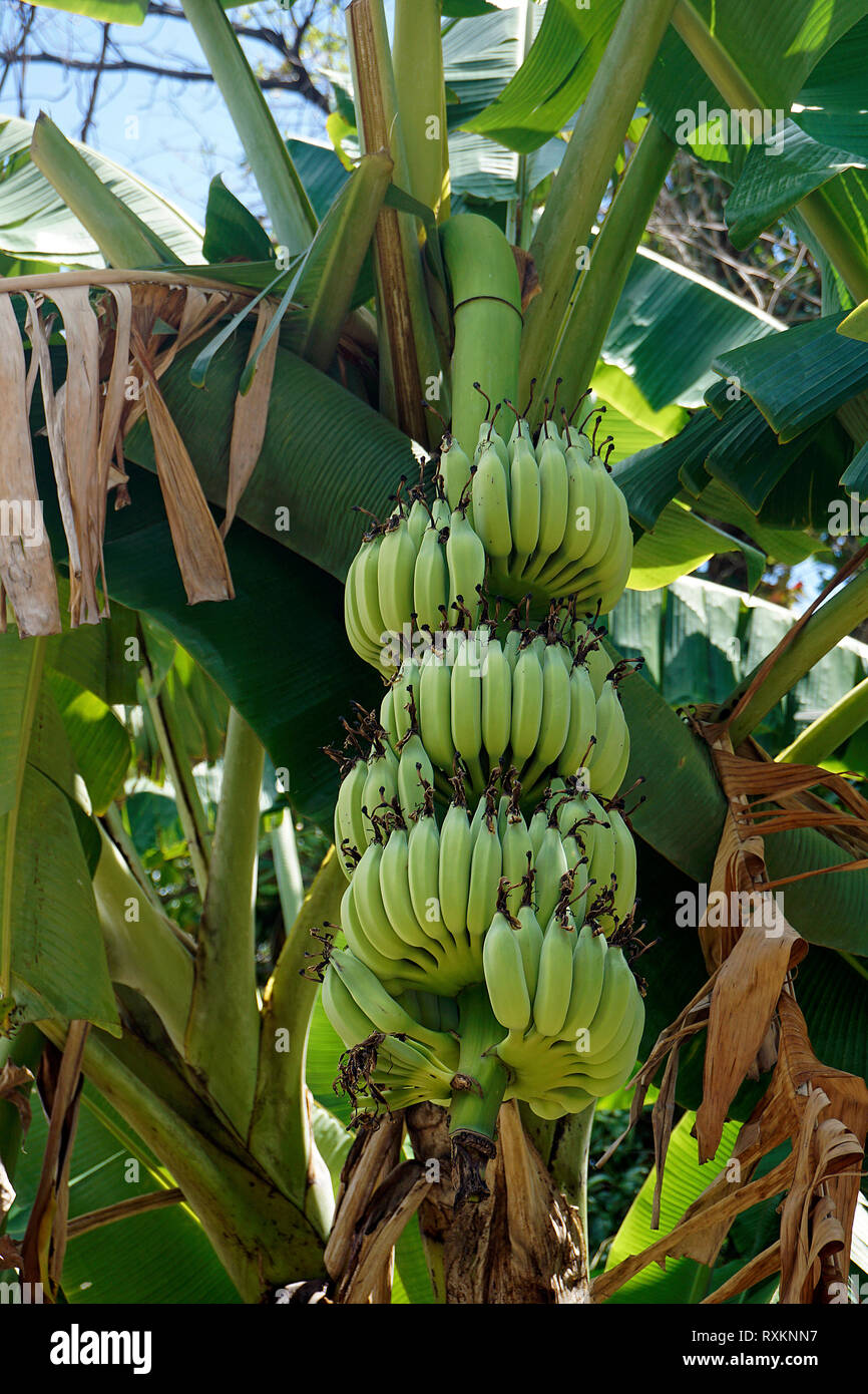 Bananenstaude (Musa), Koh Samui, Thailandia | piante di banana o una banana tree (Musa), Koh Samui, Thailandia Foto Stock